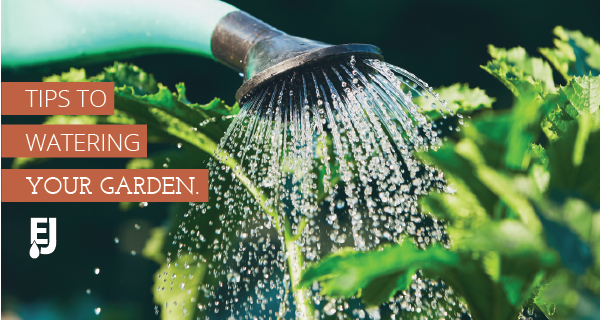 Tips to Watering Your Garden